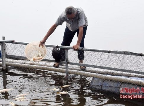 Sự việc cá chết bất thường trên sông Bùng là có thật