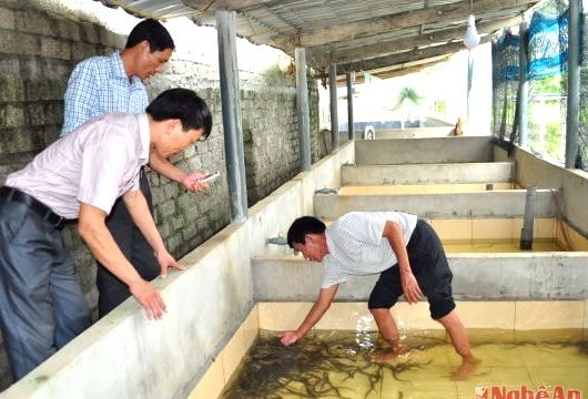 Nuôi lươn không bùn và ếch trong bể thu trên 100 triệu đồng/năm