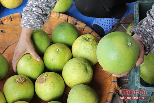 'Mẹo' giúp người mua nhận diện đúng bưởi Phúc Trạch