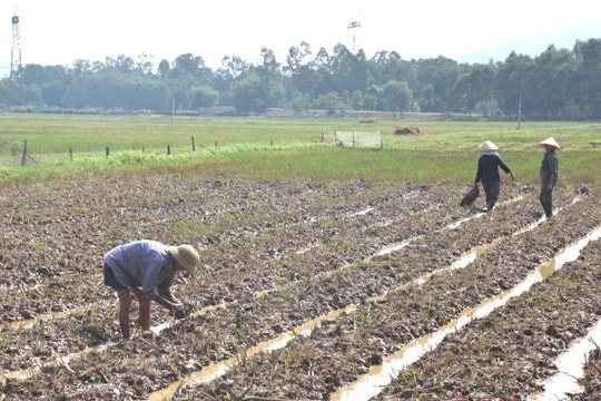 Các địa phương tích cực sản xuất vụ đông