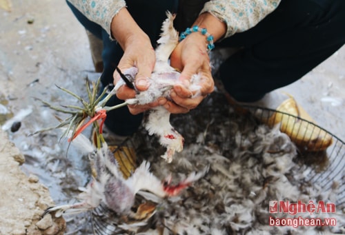 Tận diệt chim trời sau bão