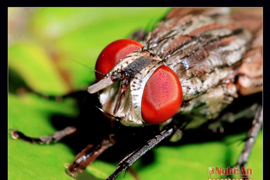 Những khoảnh khắc kỳ diệu của tự nhiên