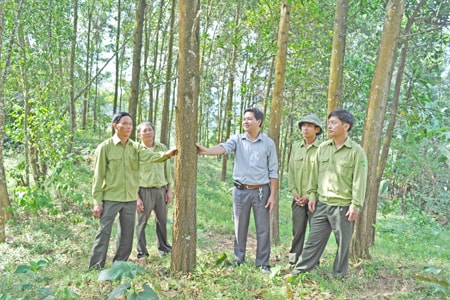 REDD+: Cơ chế mới giảm phát thải khí nhà kính