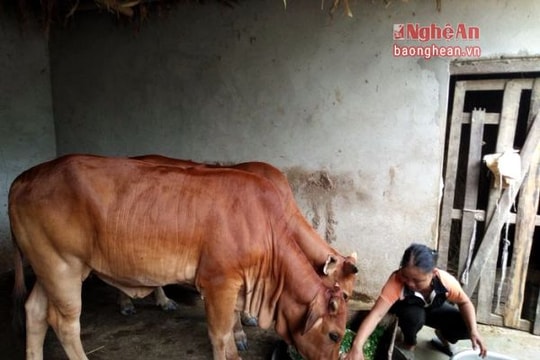 Làm giàu từ nuôi bò vỗ béo