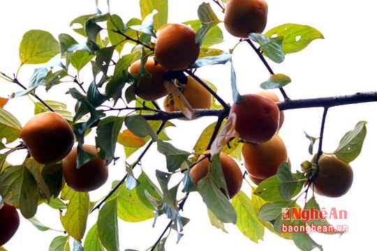 Chín đỏ mùa hồng miền Tây xứ Nghệ