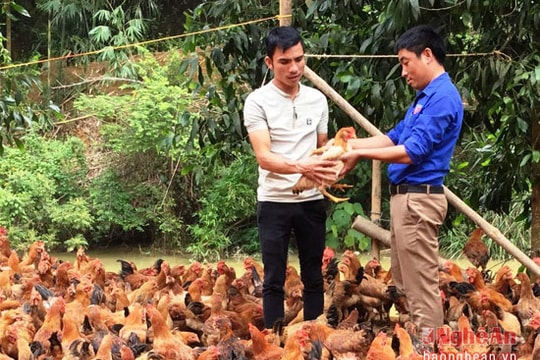 Chàng trai 9X thu tiền tỷ từ chăn nuôi gà, lợn 'sạch'