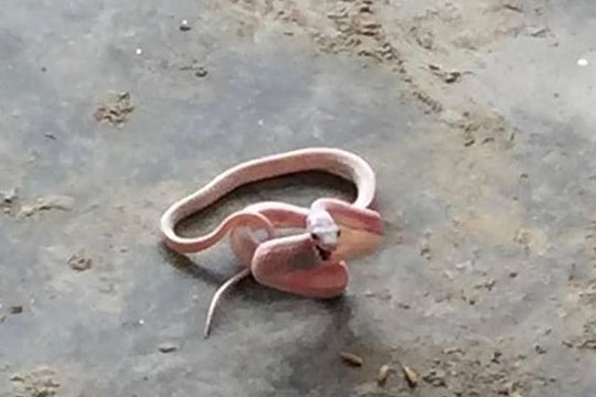 Rắn bạch tạng xuất hiện khiến nhiều người lo lắng