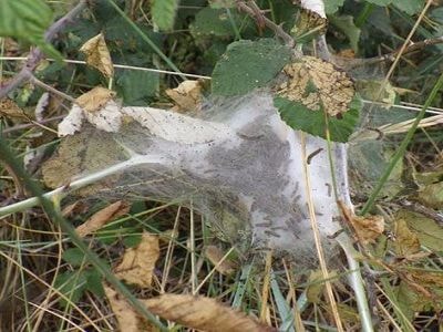 Hàng triệu con sâu gây mù lòa tấn công ngôi làng Anh