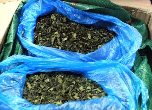 ​Bắt gần 100 kg ma tuý lá Khat