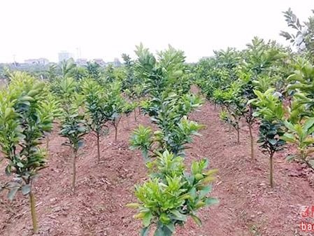 Thanh Chương: Nhân rộng mô hình cam V2