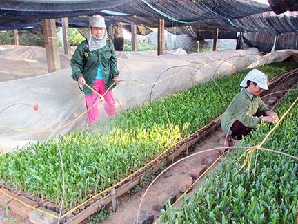 9 tháng, Nghệ An trồng rừng đạt trên 96% kế hoạch