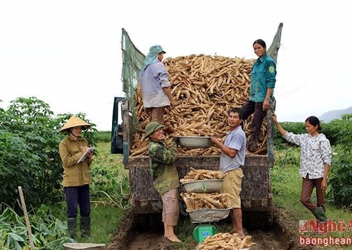 Nhộn nhịp thu hoạch sắn non 'chạy mưa'
