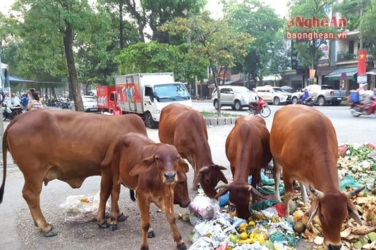 TP Vinh: Bò ngênh ngang 'dạo' phố