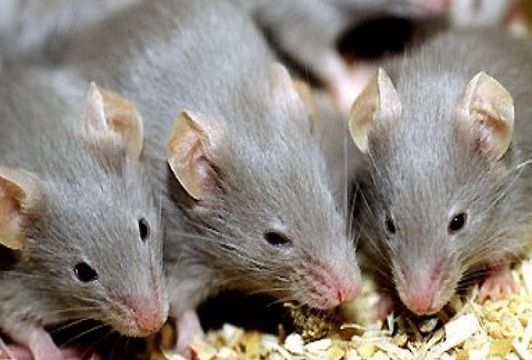 3 cách đuổi sạch lũ chuột ra khỏi nhà