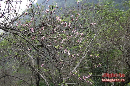 Ngắm hoa đào nở giữa mùa Thu ở Mường Lống