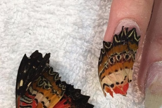 Kỳ quái mốt đính xác động vật lên móng tay