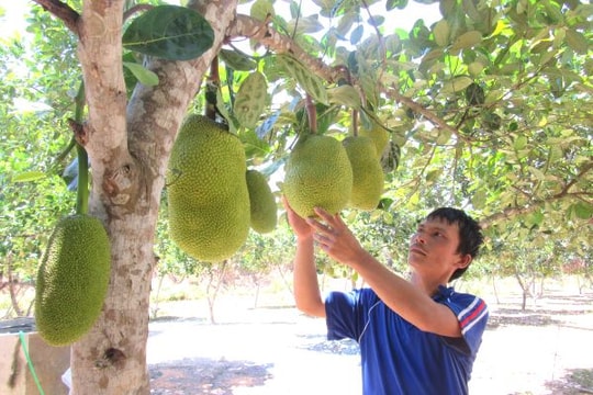 Trồng mít Thái trên đất Nam Đàn