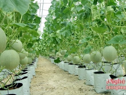 Kinh nghiệm trồng dưa lưới theo công nghệ Israel