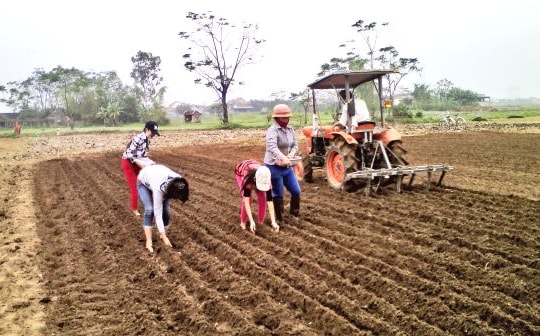 Diễn Châu gieo trồng 1.200 ha cây vụ đông  trên đất 2 lúa