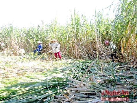 Giống mía KK3 (Thái Lan) trồng ở Nghĩa Đàn, lãi 80 triệu đồng/ha