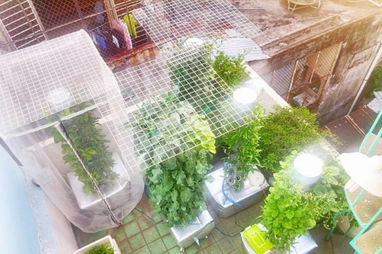 Mách nước cách trồng rau khí canh 'siêu' nhàn hái mỏi tay