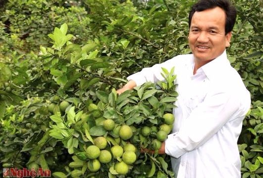 Những nông dân thu nhập tiền tỷ ở Anh Sơn