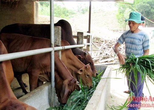 Những mô hình chăn nuôi hiệu quả ở Nghĩa Khánh