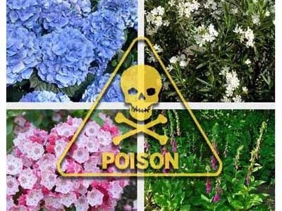 Bí ẩn phía sau cánh cổng vào khu vườn nguy hiểm nhất thế giới