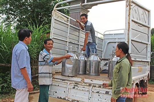 Chiều nhộn nhịp ở xóm nuôi bò sữa