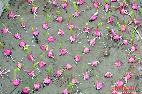 Hỗ trợ 100% giống ngô nếp và ngô biến đổi gen