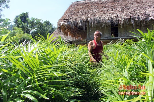 Bí đầu ra, hàng vạn cây mây giống đang... 'chết già'