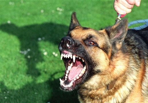 Làm gì khi bị chó mèo cắn?