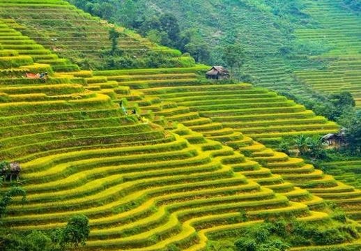 Tháng 10 - mùa săn lúa chín và hoa dã quỳ