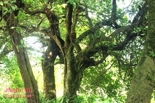 Độc đáo ngôi đình cổ giữa quần thể lộc vừng cổ thụ