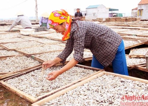 Ngư dân Tiến Thủy rộn ràng vào mùa cá Bắc