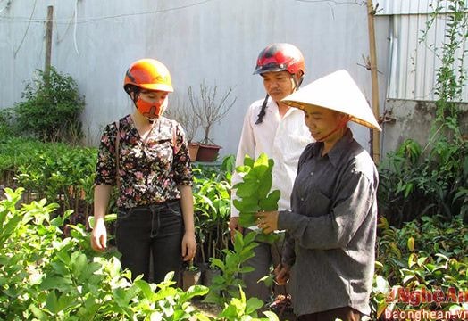 Về nơi trung tâm giống cây ăn quả của Nghệ An