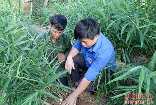 Trồng gừng trong bao tải, kỹ sư cơ khí 9X có thu nhập cao