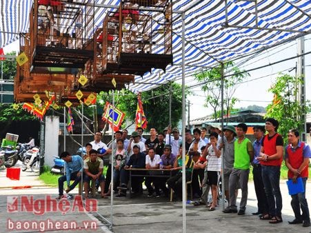 Sôi nổi hội thi 'Tiếng hót chim chào mào' ở TX. Cửa Lò