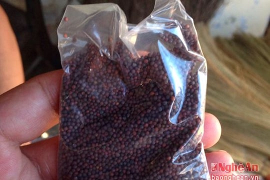 Hàng ngày, nông dân sử dụng nhiều giống cây trồng không rõ nguồn gốc