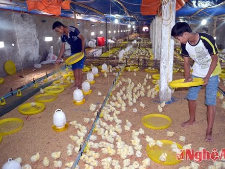 Phát triển mô hình chăn nuôi 'sạch' ở Nghi Hoa
