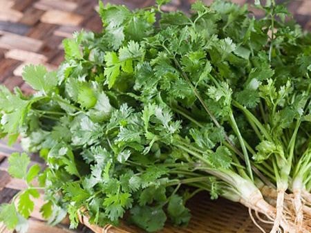 Người dân Ấn Độ tôn vinh rau mùi là thảo dược kỳ diệu