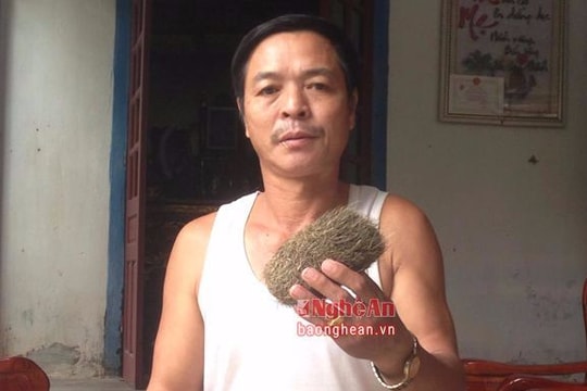 Nghệ An: Mổ lợn phát hiện 'trư cát' được trả giá 3 tỷ đồng