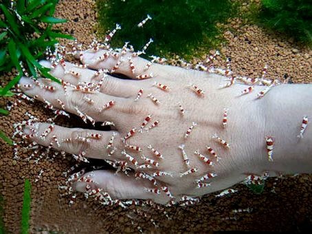 Mốt dùng 'vũ nữ 7 màu'... mát xa