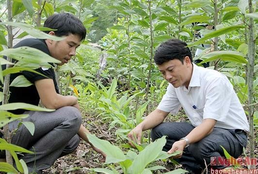 Trồng xen nghệ dưới tán rừng cho thu nhập hàng trăm triệu đồng