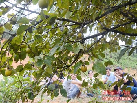 Mùa hồng chín trên Chùa Đại Tuệ