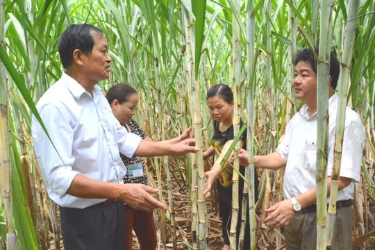 Dồn Diển, đổi thửa - Ruộng mới nhưng cây chưa mới