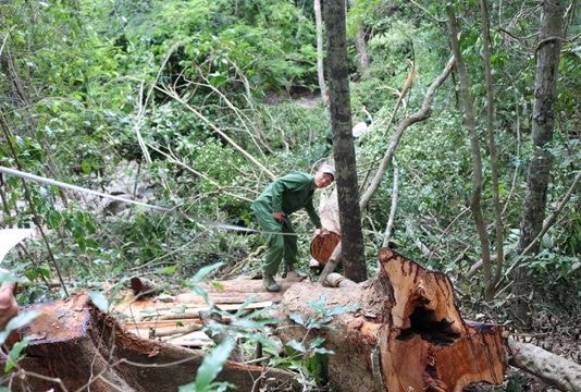 Bắt nhóm 'lâm tặc' đốn hạ gỗ quý trong khu bảo tồn