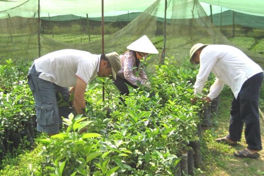 Quỹ bảo vệ và phát triển rừng cấp tỉnh trong Kế hoạch hành động REDD+