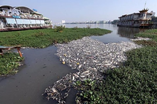 Cá chết ở Hồ Tây: Phó Thủ tướng giao Bộ Công an vào cuộc