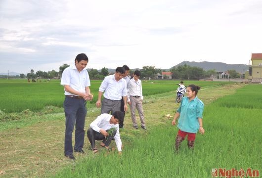 Loay hoay tìm hướng sản xuất lớn sau dồn điền đổi thửa